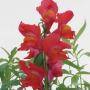 Seminte profesionale Antirrhinum majus - Gura leului - imagine 49081